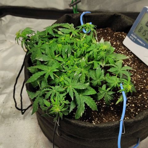 Double Cookies Auto growlog timeline photo