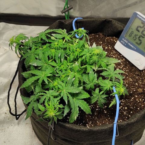 Double Cookies Auto growlog timeline photo