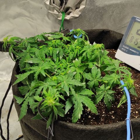 Double Cookies Auto growlog timeline photo