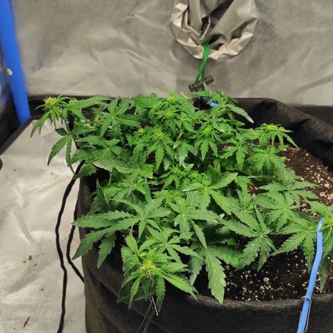 Double Cookies Auto growlog timeline photo