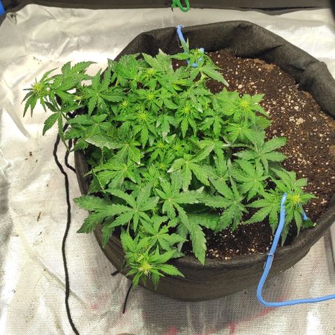 Double Cookies Auto growlog timeline photo