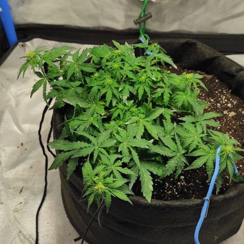Double Cookies Auto growlog timeline photo