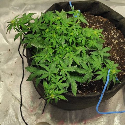 Double Cookies Auto growlog timeline photo