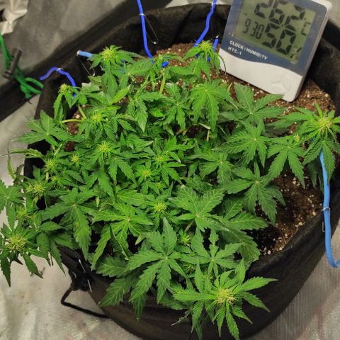 Double Cookies Auto growlog timeline photo