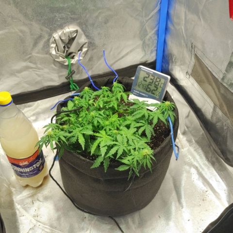 Double Cookies Auto growlog timeline photo