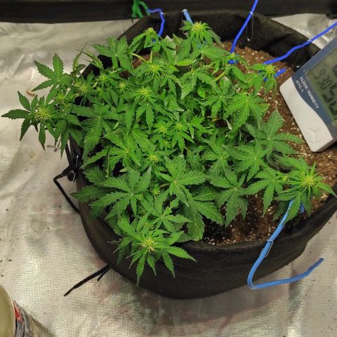 Double Cookies Auto growlog timeline photo