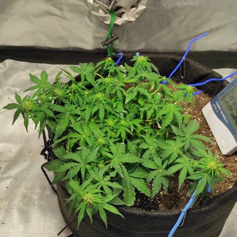 Double Cookies Auto growlog timeline photo