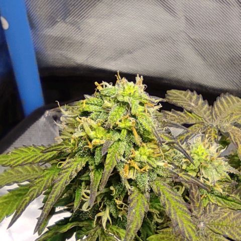 Double Cookies Auto growlog timeline photo