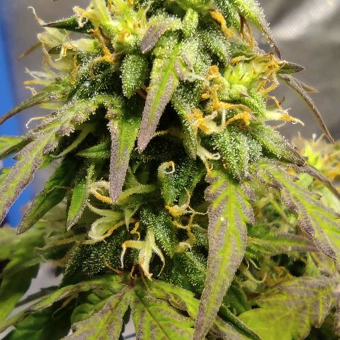 Double Cookies Auto growlog timeline photo