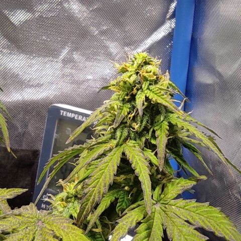Double Cookies Auto growlog timeline photo