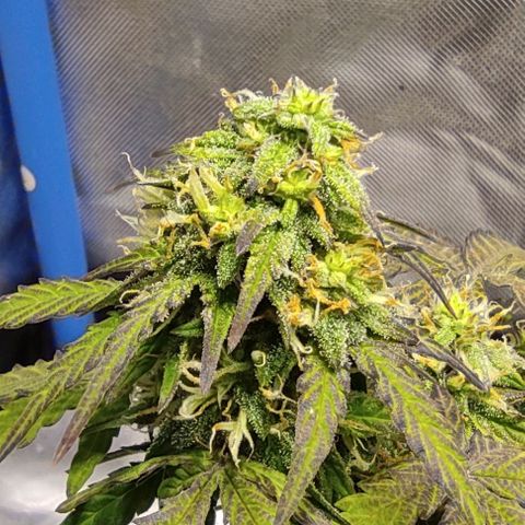 Double Cookies Auto growlog timeline photo
