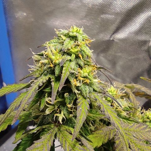 Double Cookies Auto growlog timeline photo