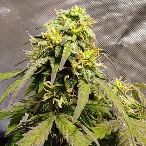 Double Cookies Auto growlog timeline photo