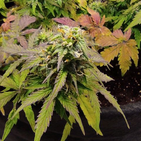 Double Cookies Auto growlog timeline photo
