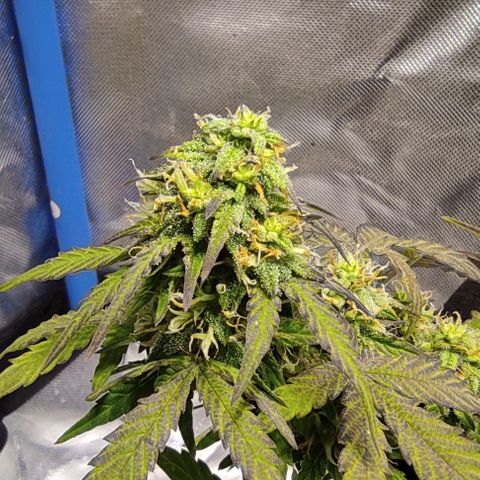 Double Cookies Auto growlog timeline photo