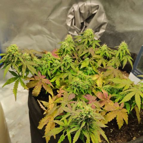 Double Cookies Auto growlog timeline photo