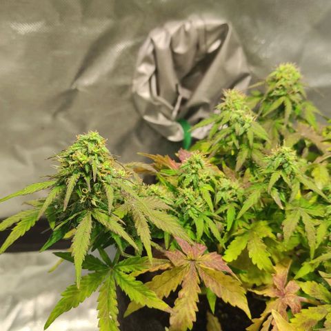 Double Cookies Auto growlog timeline photo