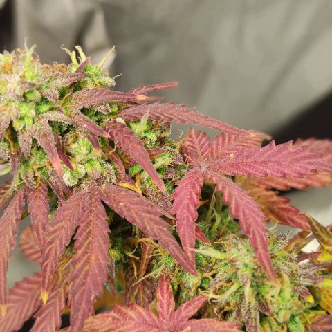 Double Cookies Auto growlog timeline photo