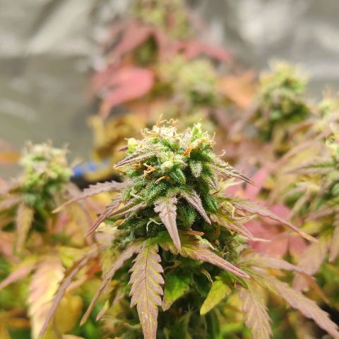 Double Cookies Auto growlog timeline photo