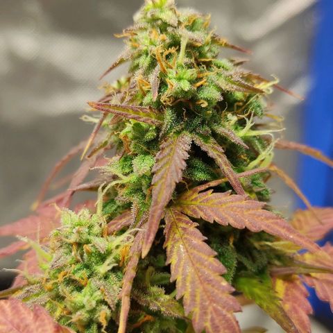 Double Cookies Auto growlog timeline photo