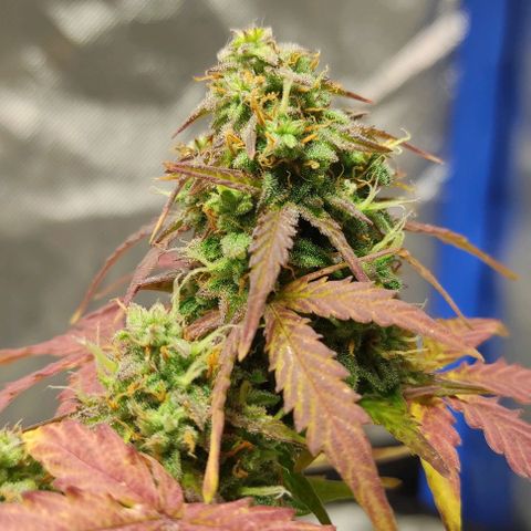 Double Cookies Auto growlog timeline photo