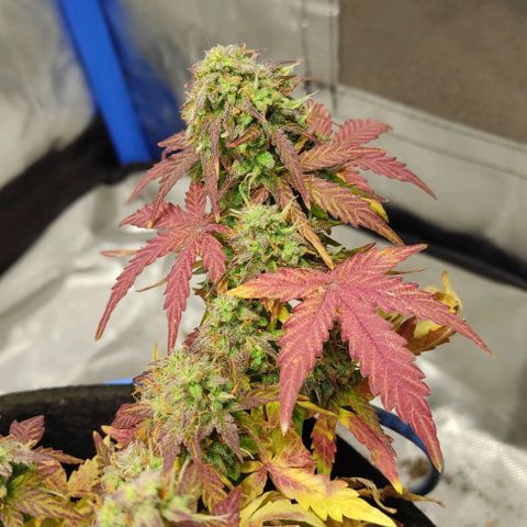 Double Cookies Auto growlog timeline photo