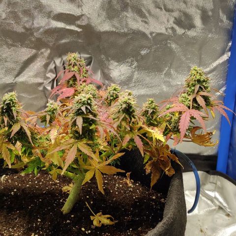 Double Cookies Auto growlog timeline photo