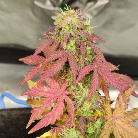 Double Cookies Auto growlog timeline photo