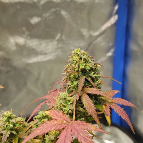 Double Cookies Auto growlog timeline photo