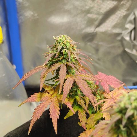 Double Cookies Auto growlog timeline photo