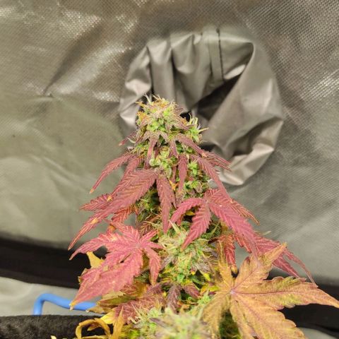 Double Cookies Auto growlog timeline photo