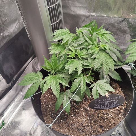 Stardust 1 growlog timeline photo