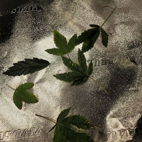 Stardust 1 growlog photo: Cut off bad leaves 