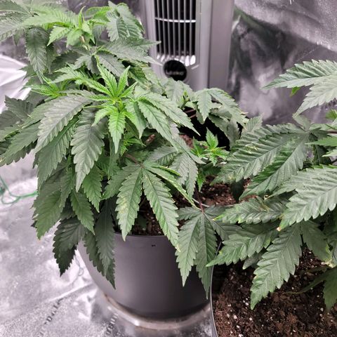 Stardust 1 growlog timeline photo