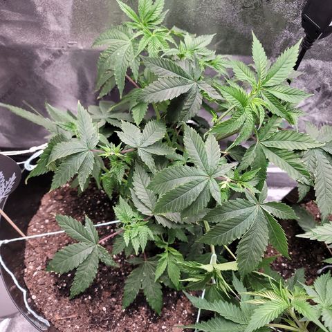 Stardust 1 growlog timeline photo
