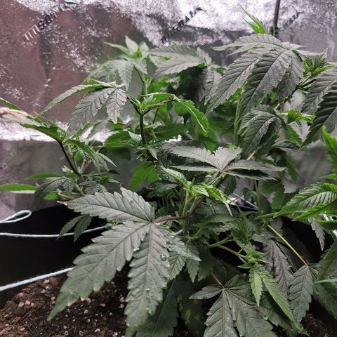 Stardust 1 growlog timeline photo