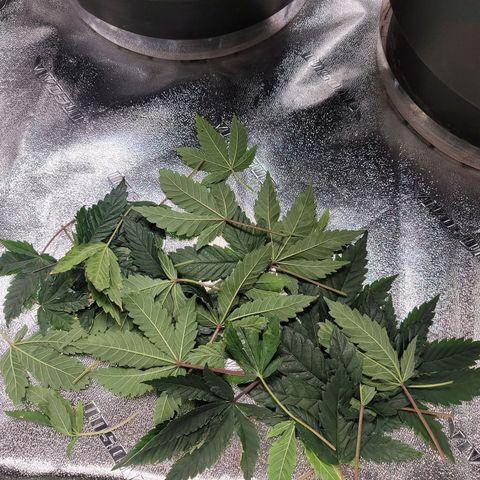 Stardust 1 growlog photo: Trim from all plants