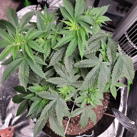 Stardust 1 growlog photo: Change  to less nutrition with today's  water