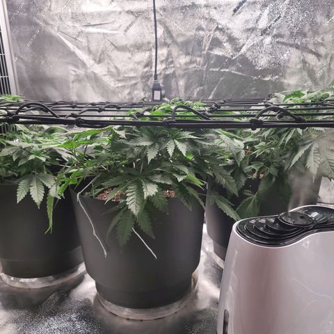 Stardust 1 growlog timeline photo