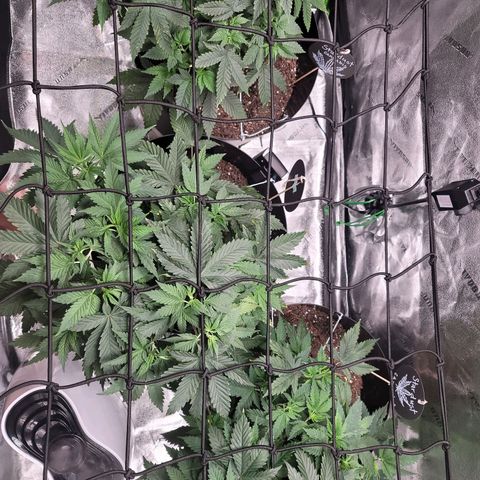 Stardust 1 growlog timeline photo