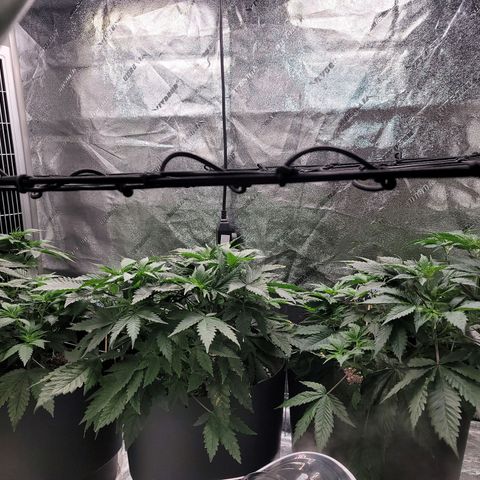 Stardust 1 growlog photo: Netting  5" above plants as of 9/13/21