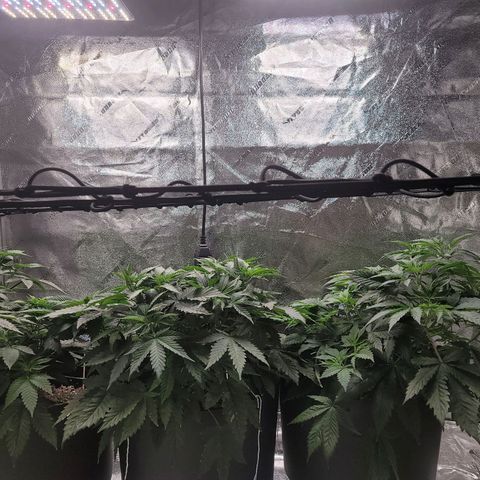 Stardust 1 growlog timeline photo