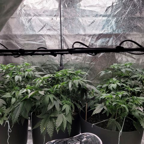 Stardust 1 growlog photo: Nutrition 6.6 ph & trim