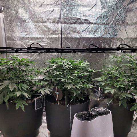 Stardust 1 growlog photo: Plant #1 touching  net today
Plant #3 almost  there