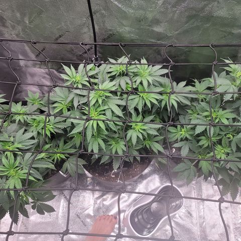Stardust 1 growlog timeline photo