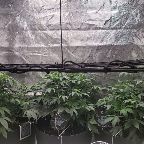 Stardust 1 growlog timeline photo