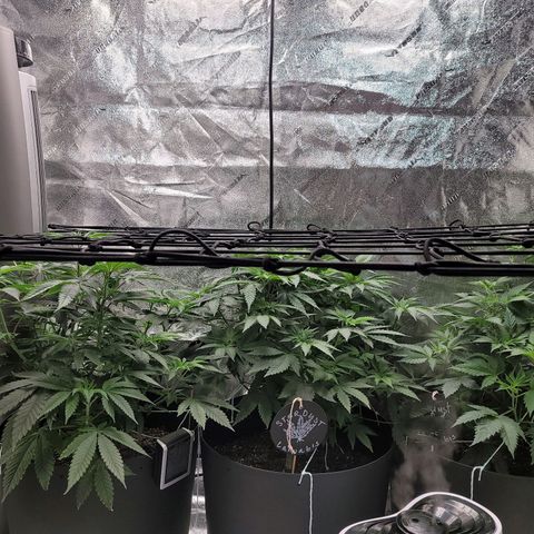 Stardust 1 growlog photo: Plant #1 had to push 1 leaf under netting 