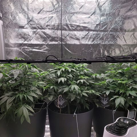 Stardust 1 growlog photo: 5 cups water ea. Ph 7
Fill humidifier  6:30 am