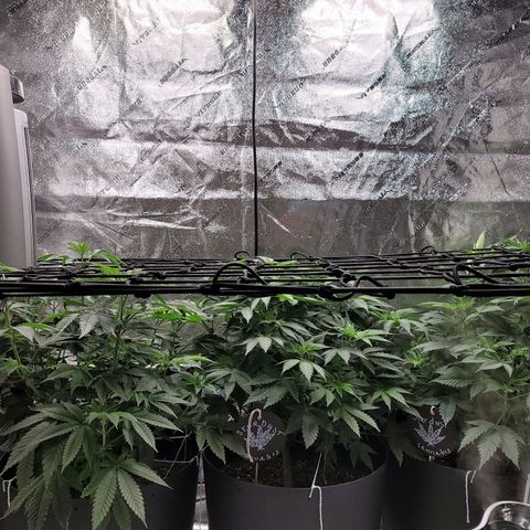 Stardust 1 growlog timeline photo