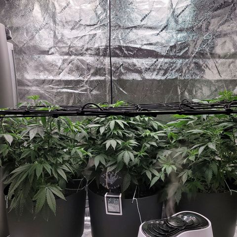 Stardust 1 growlog photo: 4 cups ph water each
1 gal. Water to humidifier 
Lights lifted 1 1/2" 